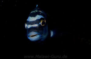 Pseudotropheus interruptus 'Machili Island'